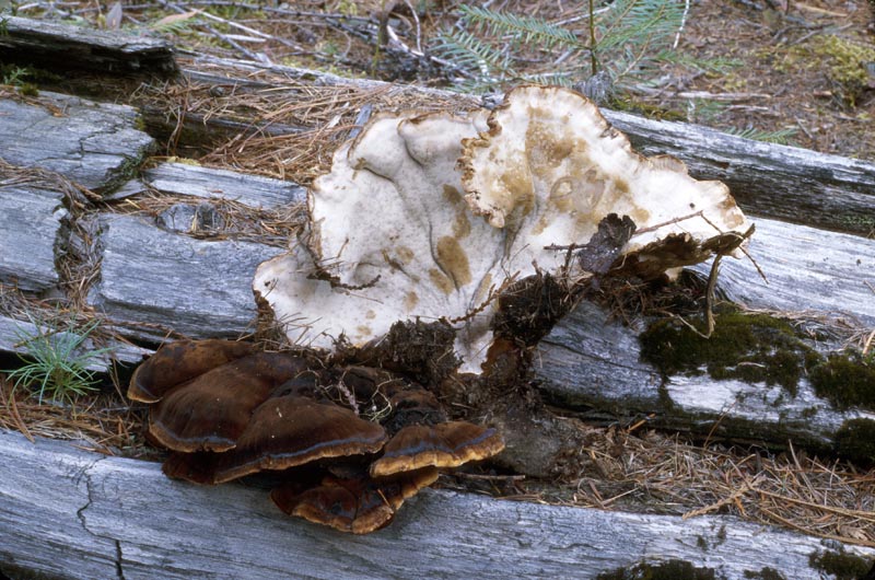 Ischnoderma resinosum
